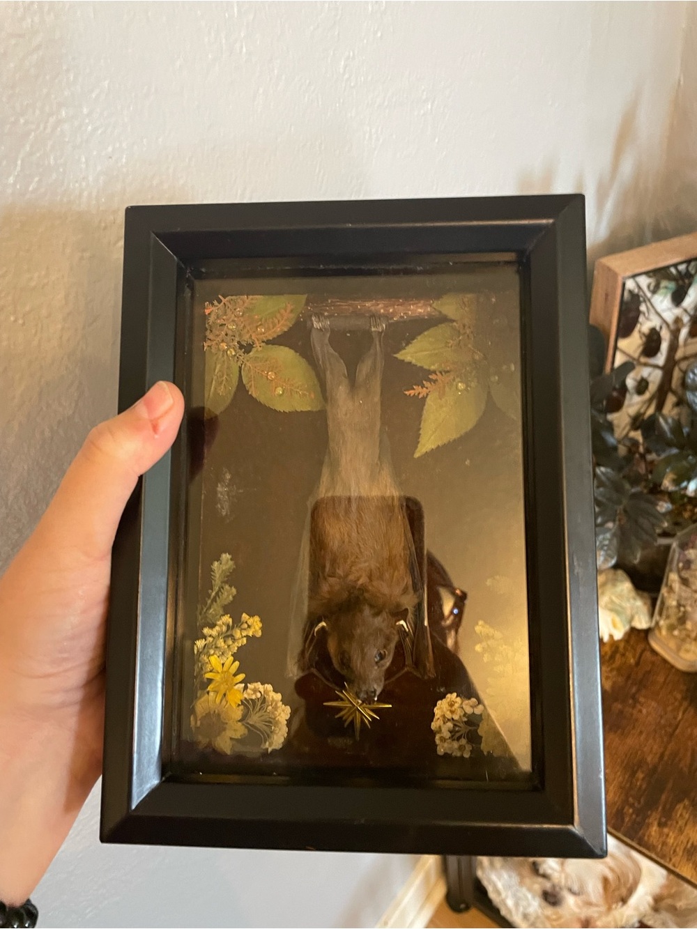 Hanging Bat Shadowbox